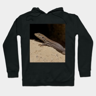 Gallotia Galloti (Female Tenerife Lizard) Hoodie